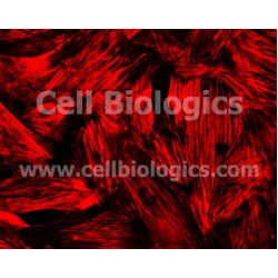 C57BL/6 Mouse Primary Brain Vascular Smooth Muscle Cells